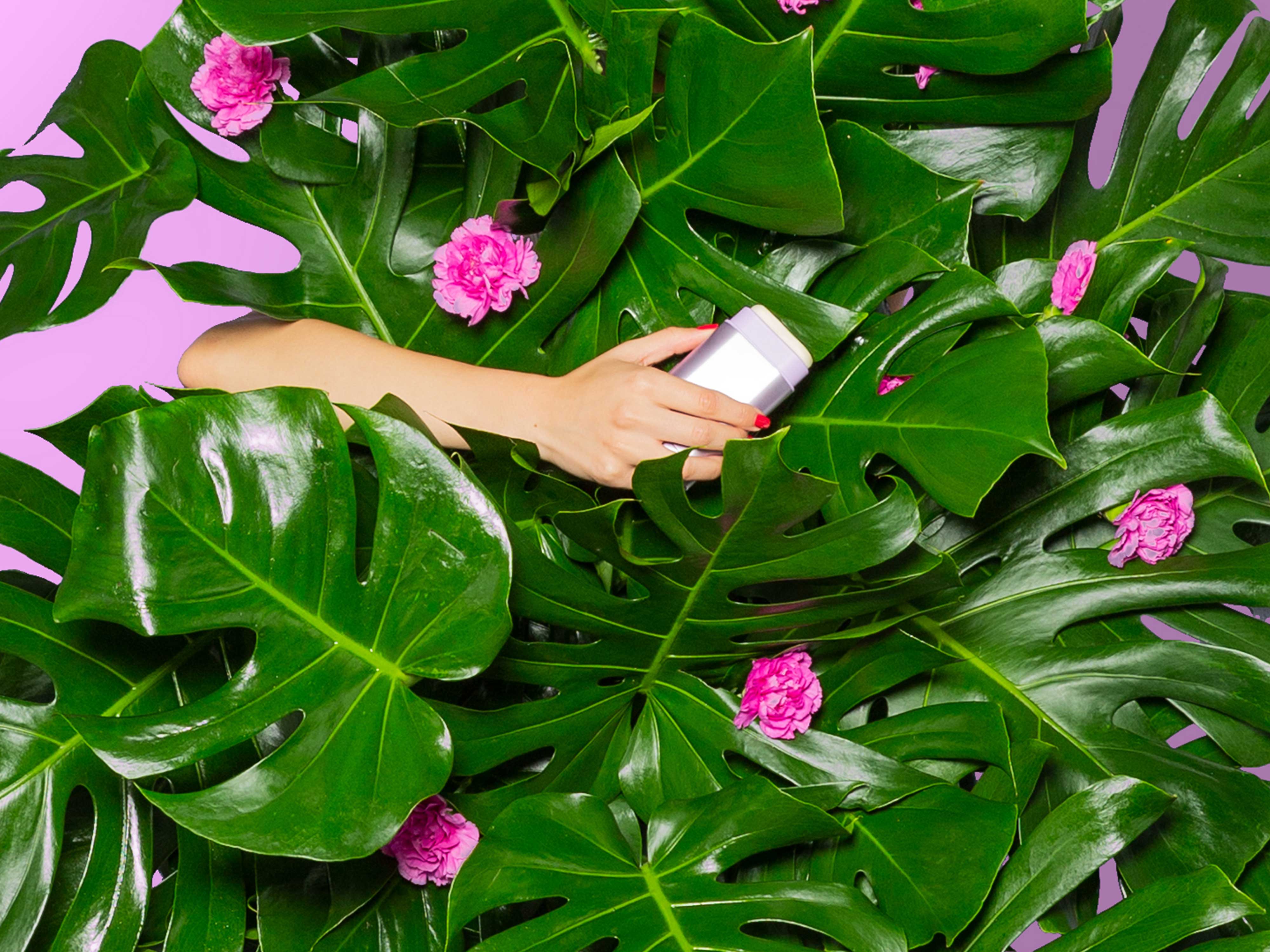 Bildunterschrift: eine Person hält ein Handy vor einer Pflanze