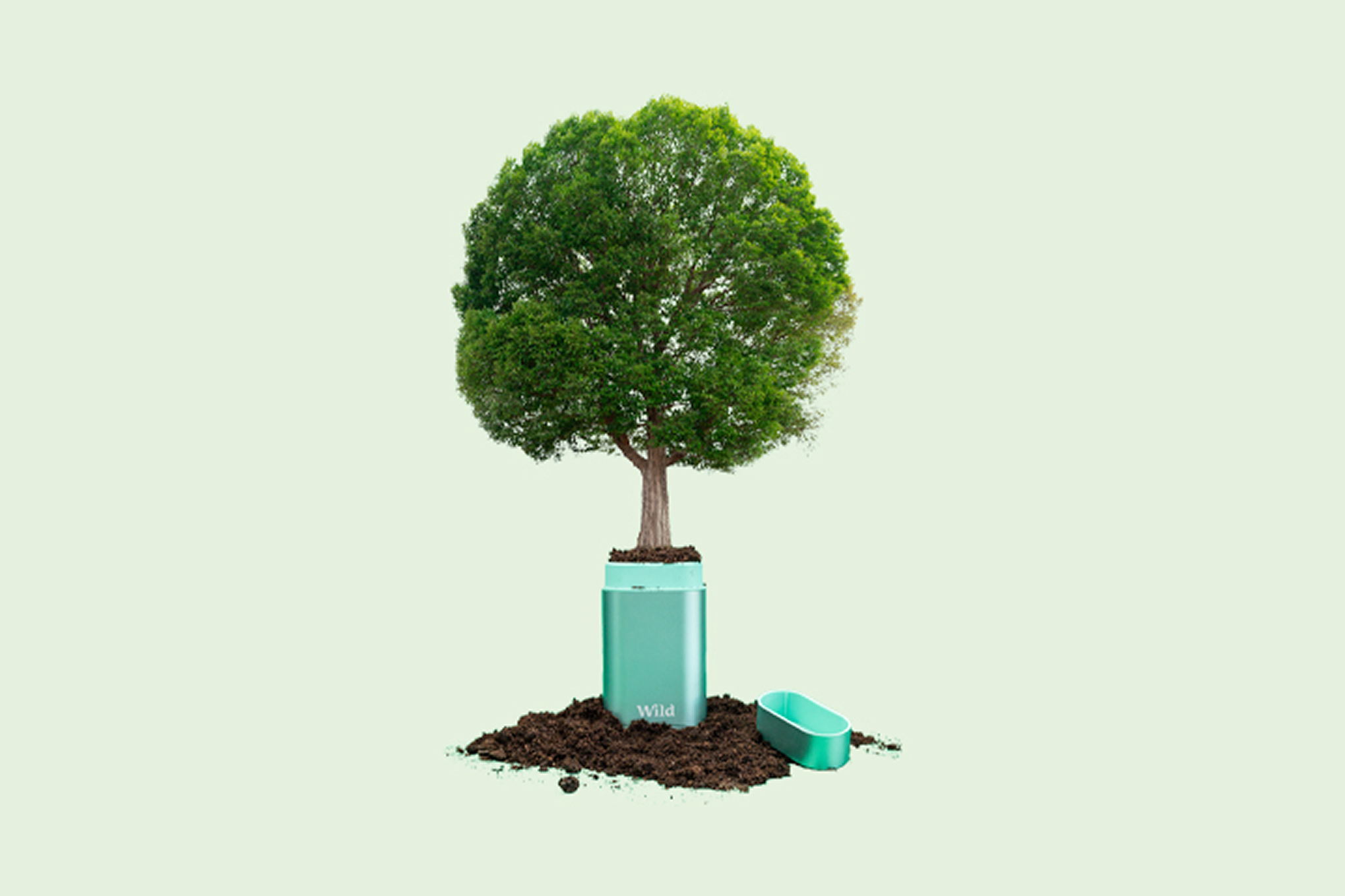 Onderschrift: een kleine boom groeit uit een vuilnisbak