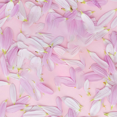 Légende : fleurs roses et blanches sur fond rose