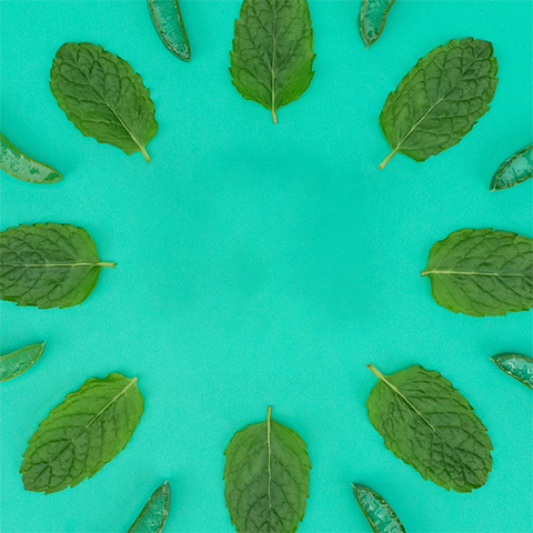 Caption: a group of green leaves arranged in a circle