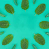 Caption: a group of green leaves arranged in a circle