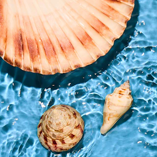 Caption: two seashells and a shell in a pool of water