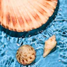 Caption: two seashells and a shell in a pool of water