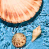Caption: two seashells and a shell in a pool of water