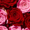 Caption: a close up of a bunch of pink and red roses