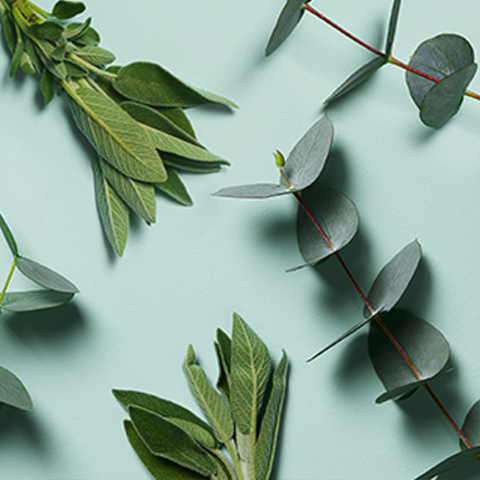Caption: a bunch of green leaves laying on top of a blue surface