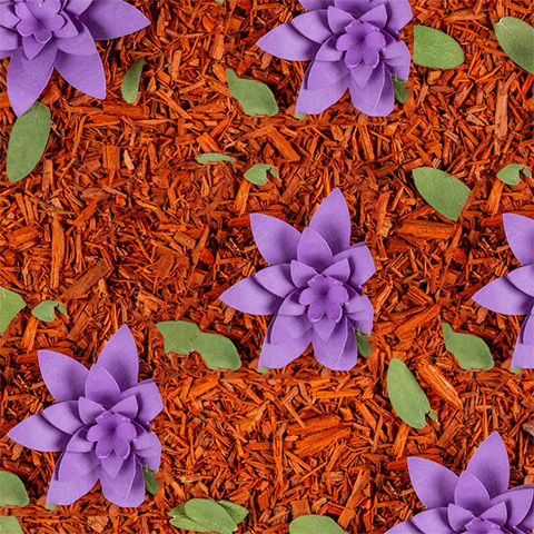Légende : un groupe de fleurs violettes sur un paillis rouge