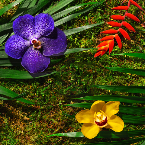Bildunterschrift: eine Gruppe von Blumen, die auf einem üppigen grünen Feld sitzen
