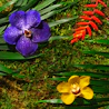 Caption: a group of flowers sitting on top of a lush green field