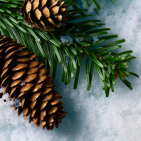 Caption: a pine cone and a pine branch on snow