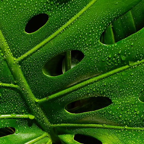 Légende : gros plan d'une feuille verte avec des gouttes d'eau.