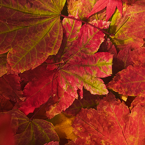 Bildunterschrift: ein Bündel von Blättern, die rot und gelb sind