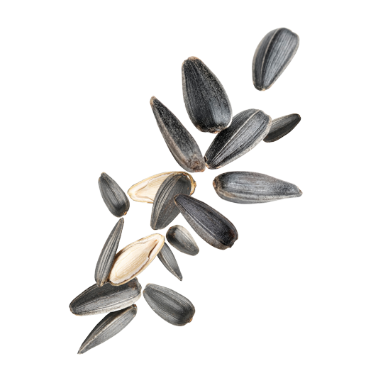 Caption: a bunch of sunflower seeds on a white background