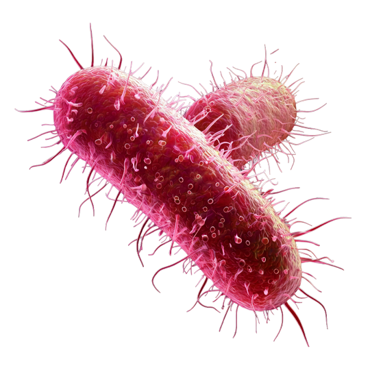 Caption: a close up of a blood cell on a white background