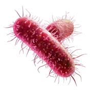 Caption: a close up of a blood cell on a white background