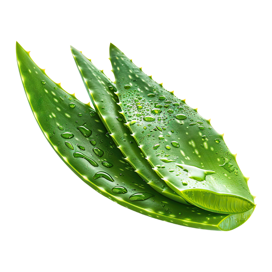Caption: aloea leaves with water drops on them