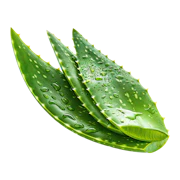 Caption: aloea leaves with water drops on them