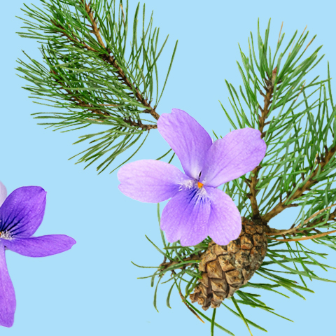 Caption: a pine tree branch with purple flowers and a pine cone