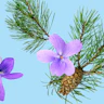 Didascalia: un ramo di pino con fiori viola e una pigna