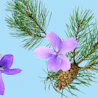 Bildunterschrift: ein Tannenzweig mit lila Blüten und einem Tannenzapfen