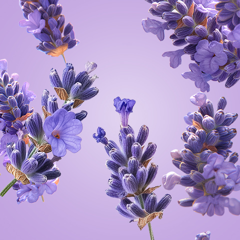 Bijschrift: een bos paarse bloemen op een paarse achtergrond