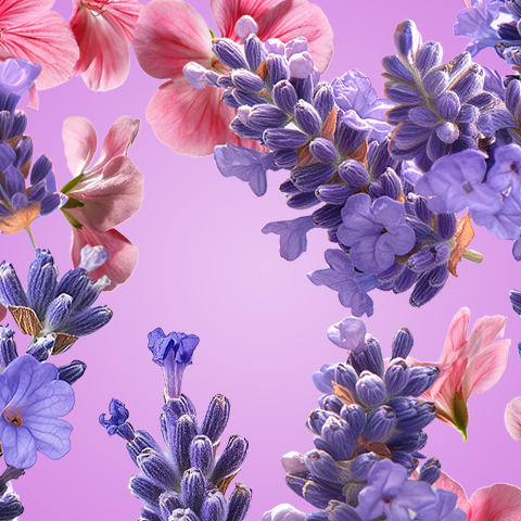 Bildunterschrift: ein Strauß lila und rosa Blumen auf lila Hintergrund