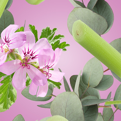 Didascalia: fiori rosa e foglie verdi su sfondo rosa