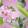 Caption: pink flowers and green leaves on a pink background