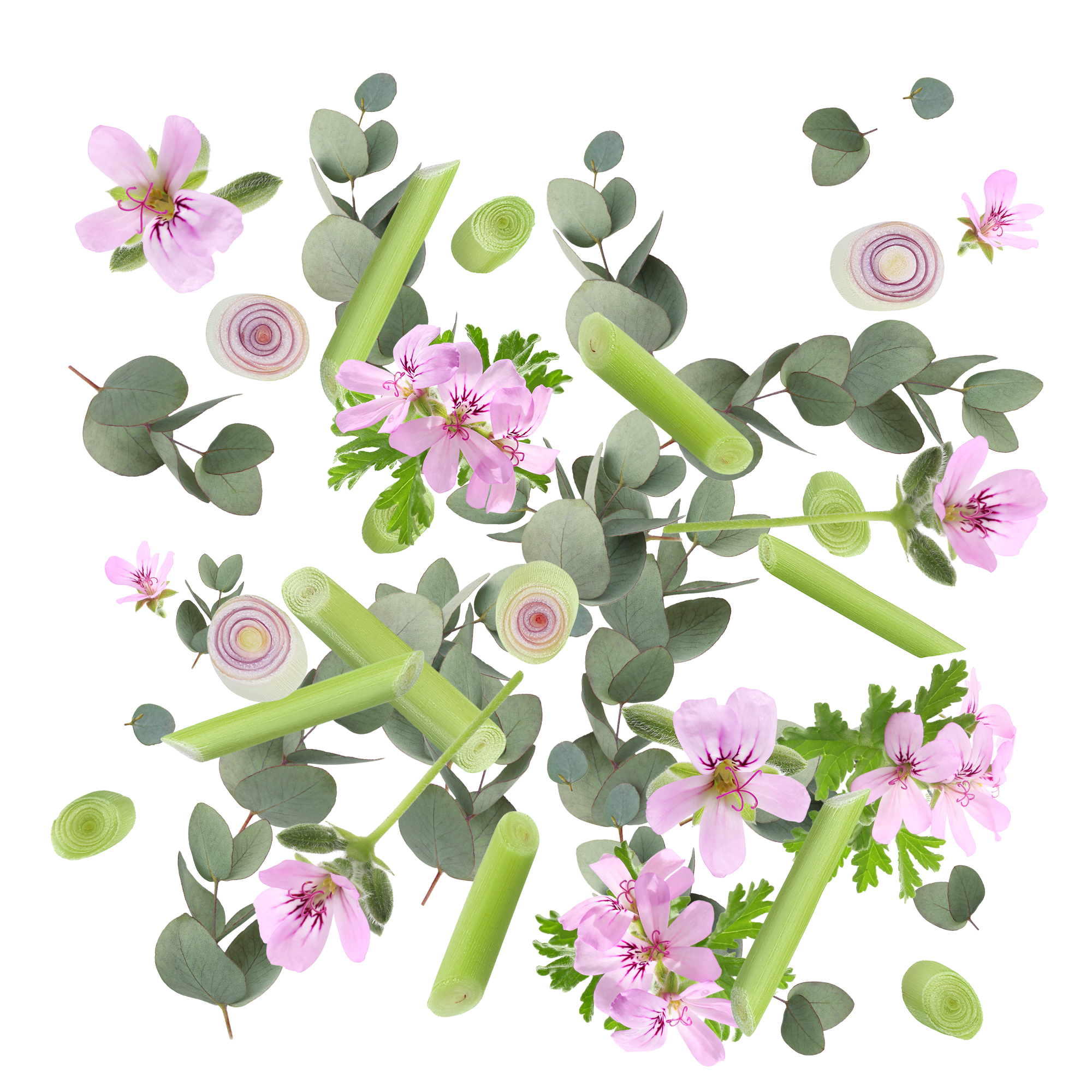 Bijschrift: roze bloemen en groene bladeren op een witte achtergrond