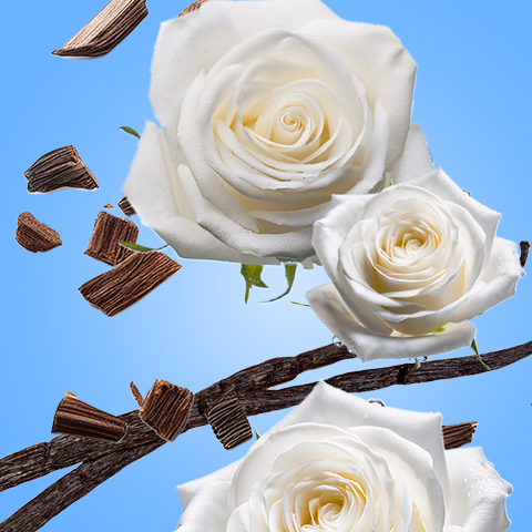 Légende : trois roses blanches sur une brindille sur fond de ciel bleu