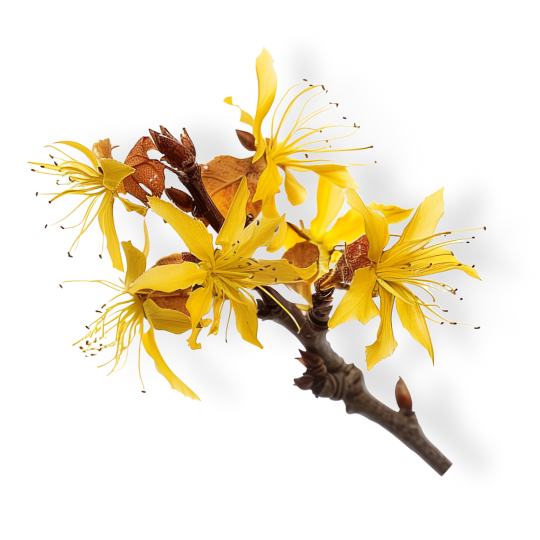 Caption: a branch with yellow flowers on a black background