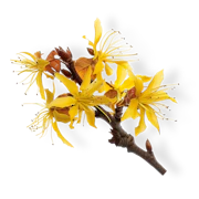Caption: a branch with yellow flowers on a black background