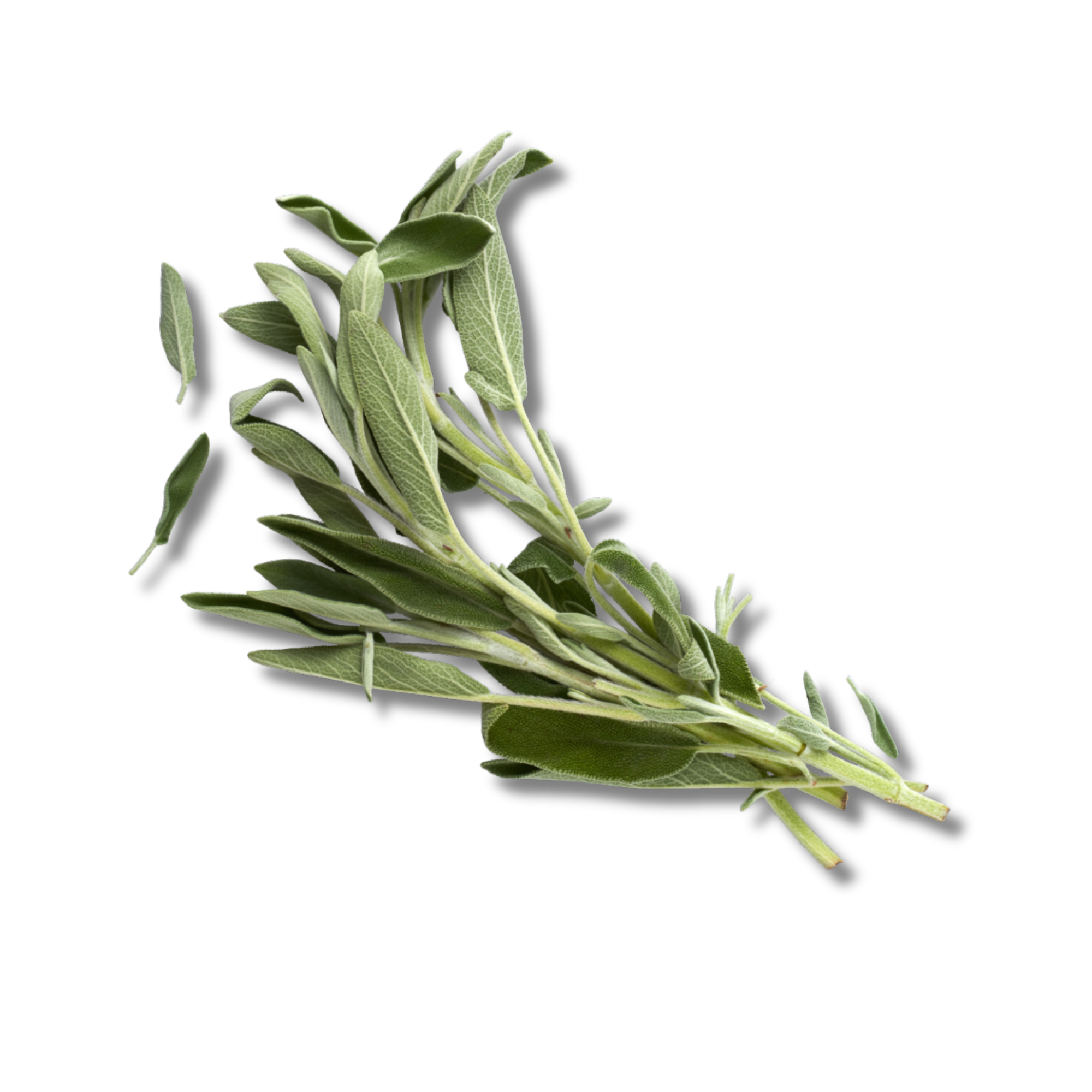 Caption: a bunch of green leaves on a black background