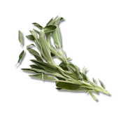 Caption: a bunch of green leaves on a black background