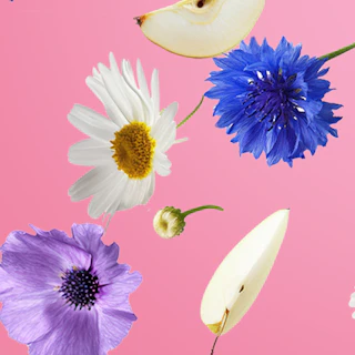 Caption: a bunch of different flowers on a pink background
