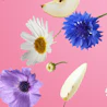 Caption: a bunch of different flowers on a pink background
