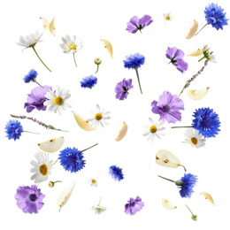 Caption: a bunch of flowers that are in the air