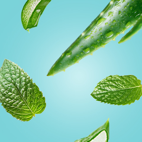 Légende : un groupe de feuilles vertes flottant dans l'air