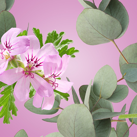 Caption: a pink flower with green leaves on a pink background